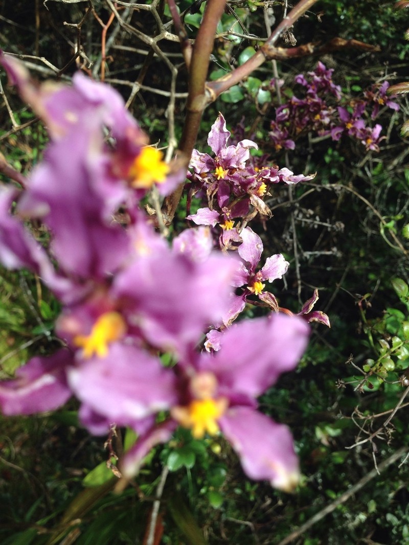 Cyrtochilum ioplocon photo 7