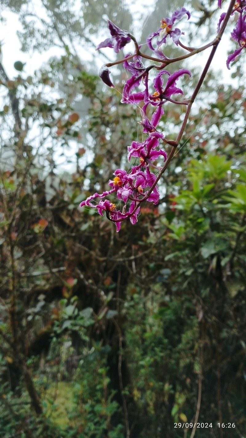 Cyrtochilum ioplocon photo 8