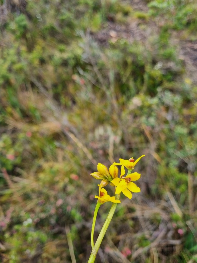 Cyrtochilum ixioides photo 2