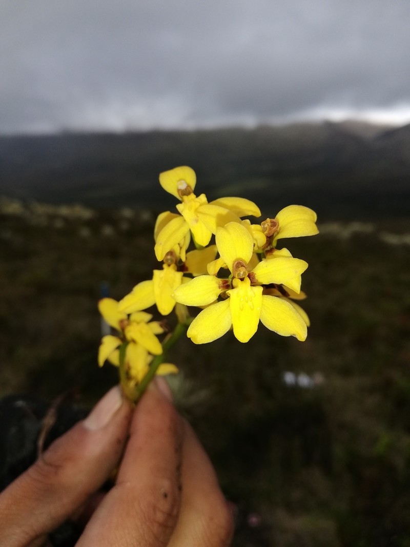 Cyrtochilum ixioides photo 3