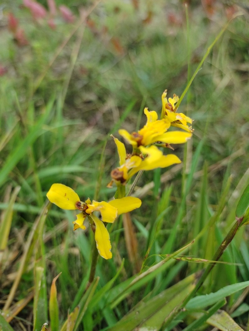 Cyrtochilum ixioides photo 4