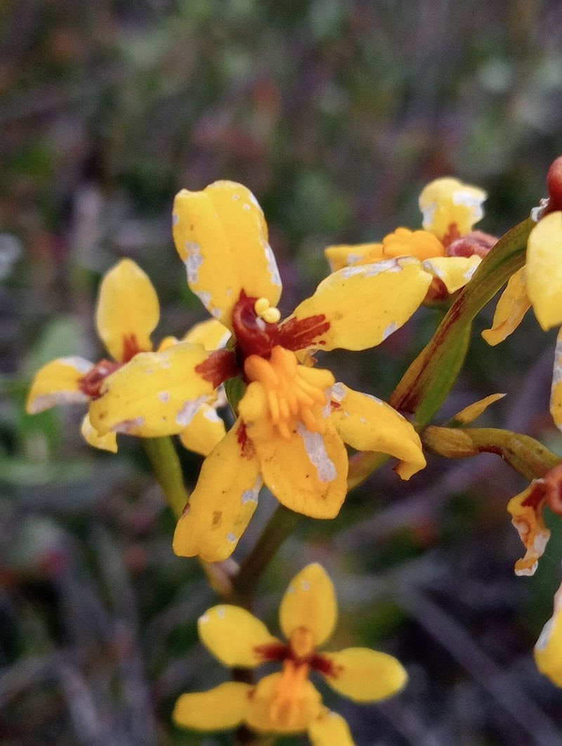 Cyrtochilum ixioides photo 5