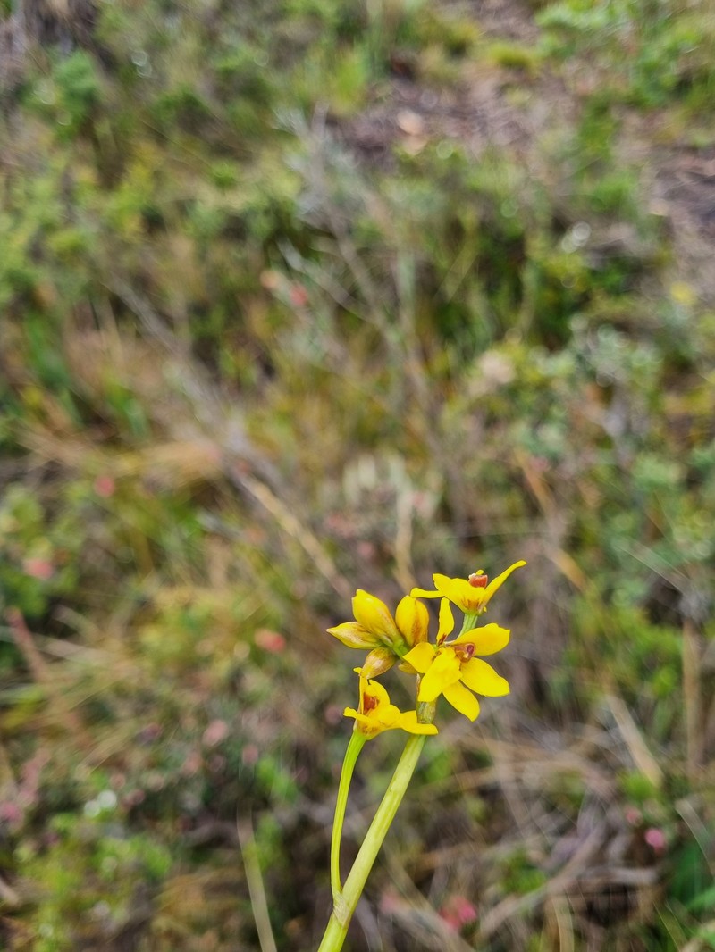 Cyrtochilum ixioides photo 6