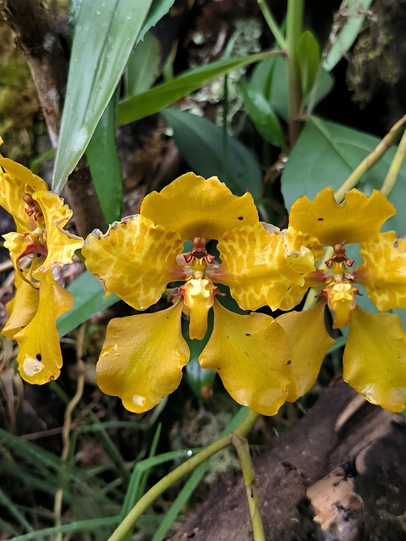 Cyrtochilum lamelligerum