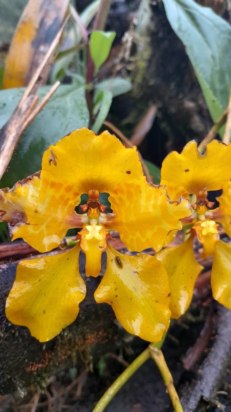 Cyrtochilum lamelligerum photo 2