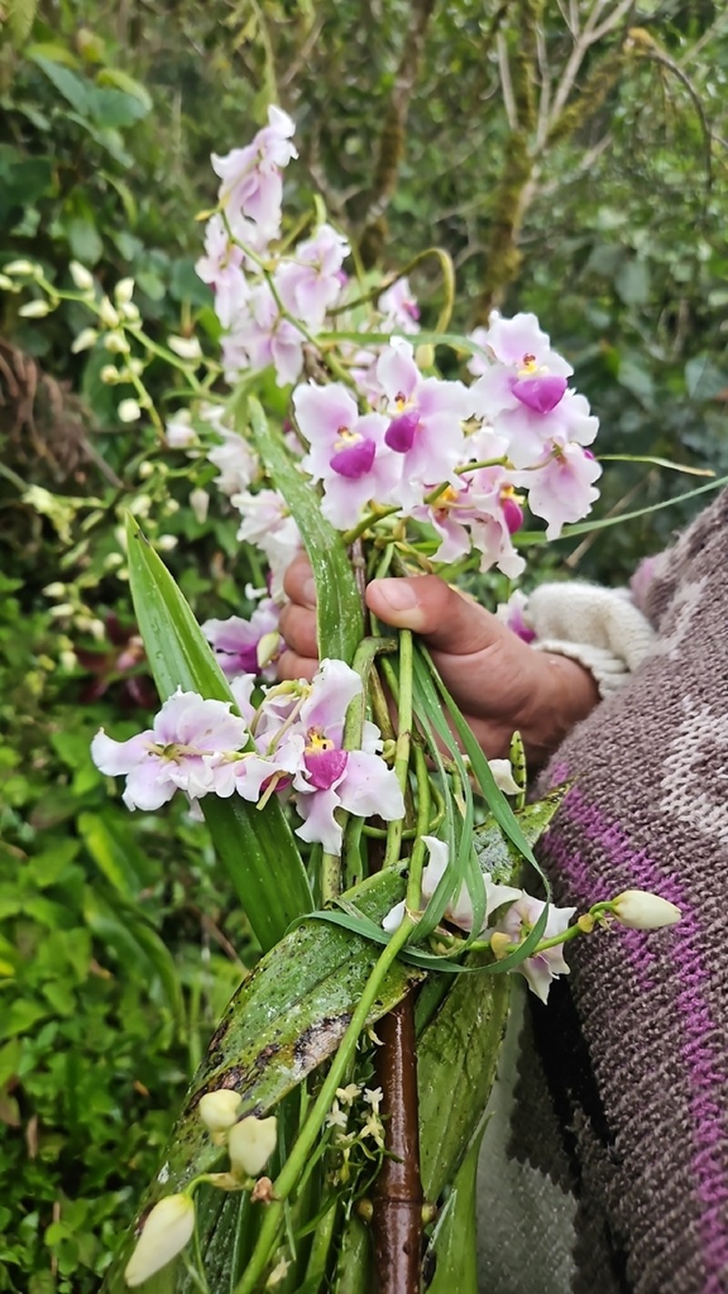 Cyrtochilum leopoldianum photo 2