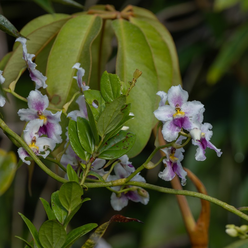 Cyrtochilum leopoldianum photo 4