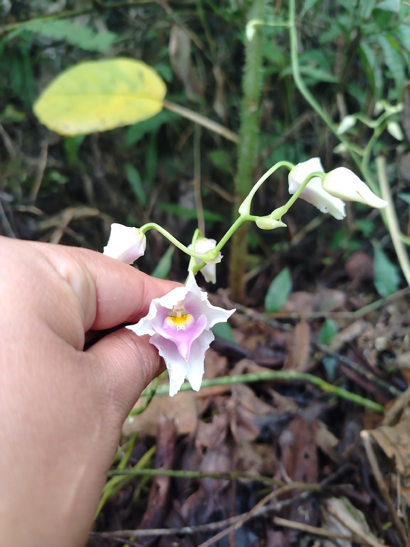 Cyrtochilum leopoldianum photo 6