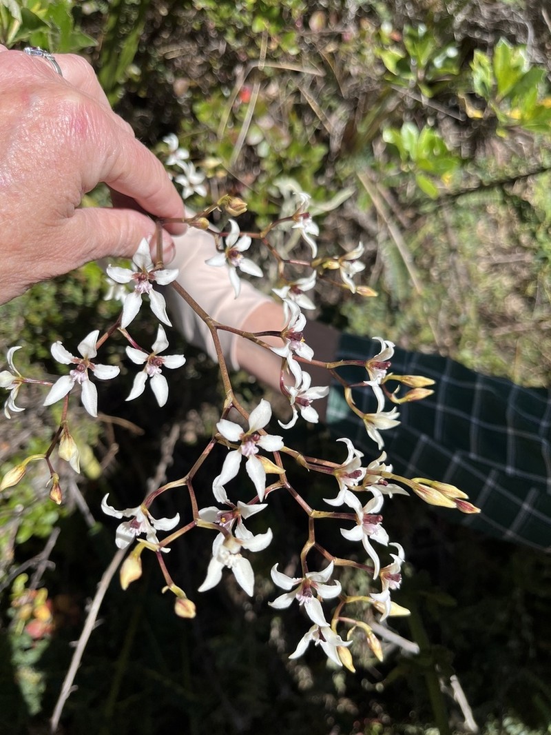 Cyrtochilum leucopterum