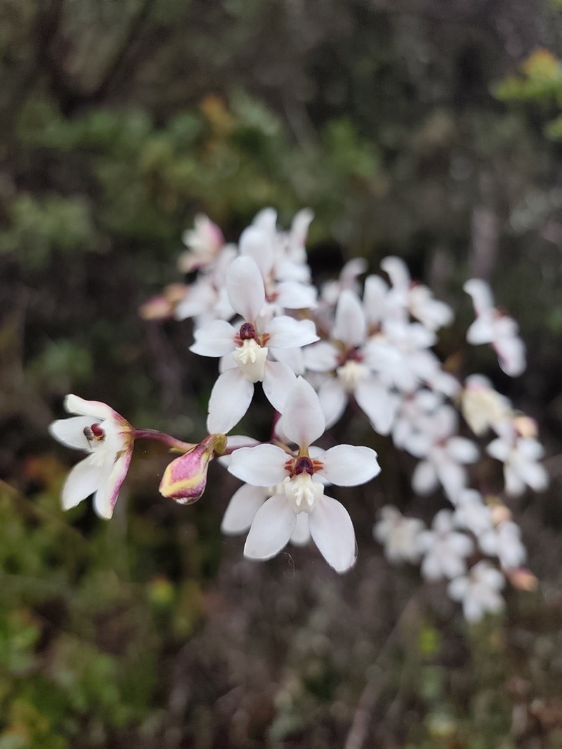 Cyrtochilum leucopterum photo 2
