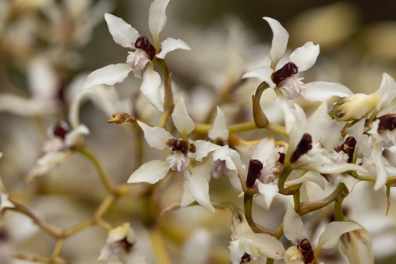 Cyrtochilum leucopterum photo 3