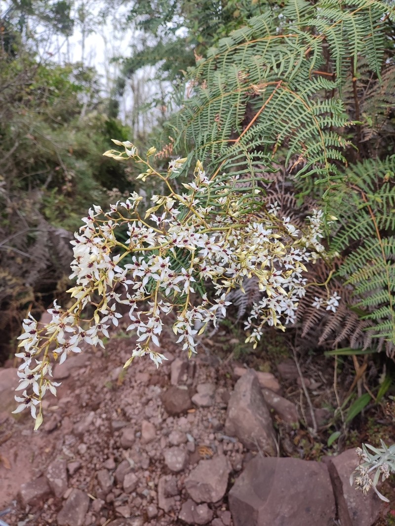 Cyrtochilum leucopterum photo 4