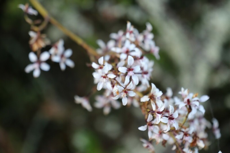 Cyrtochilum leucopterum photo 5