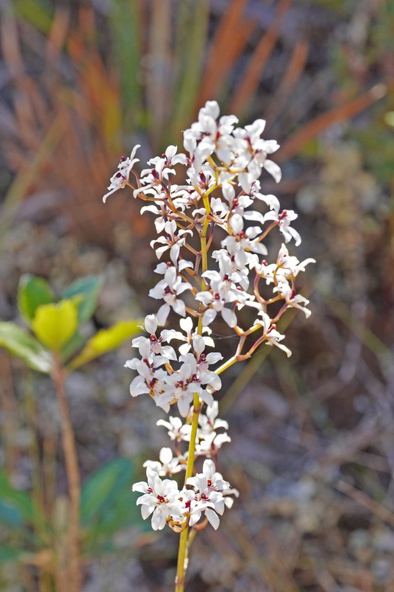 Cyrtochilum leucopterum photo 6