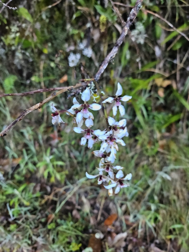 Cyrtochilum leucopterum photo 7