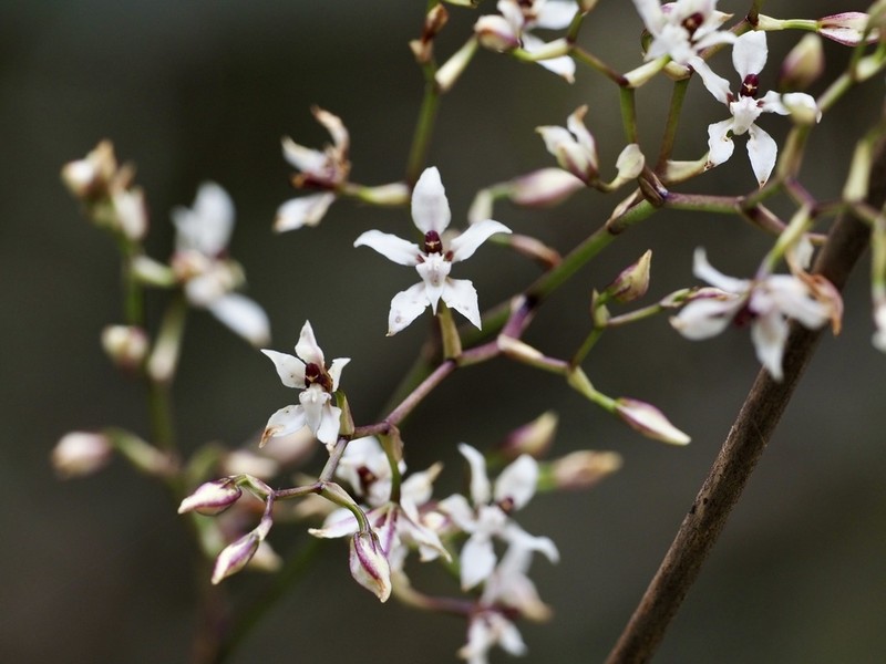 Cyrtochilum leucopterum photo 8