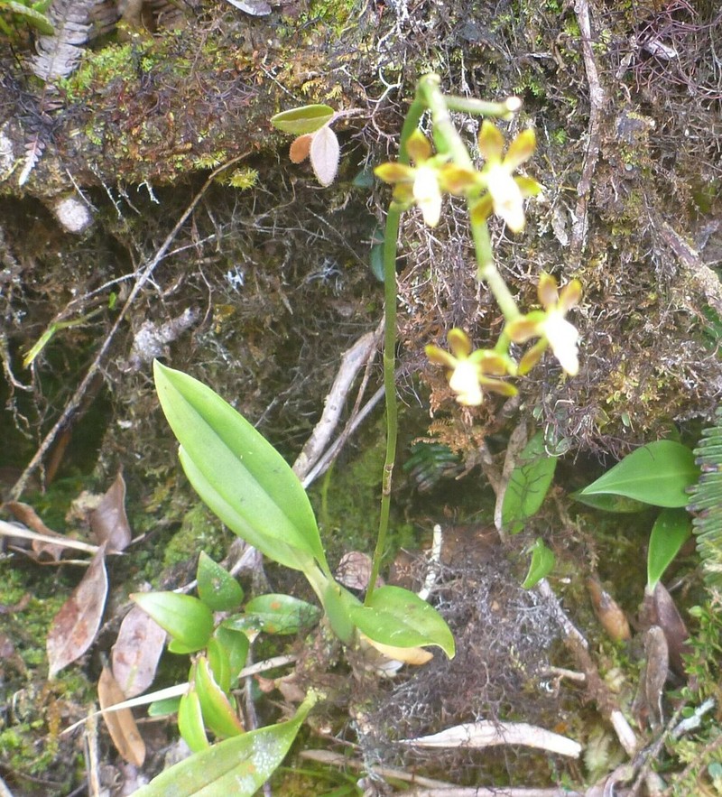Cyrtochilum ligulatum photo 2