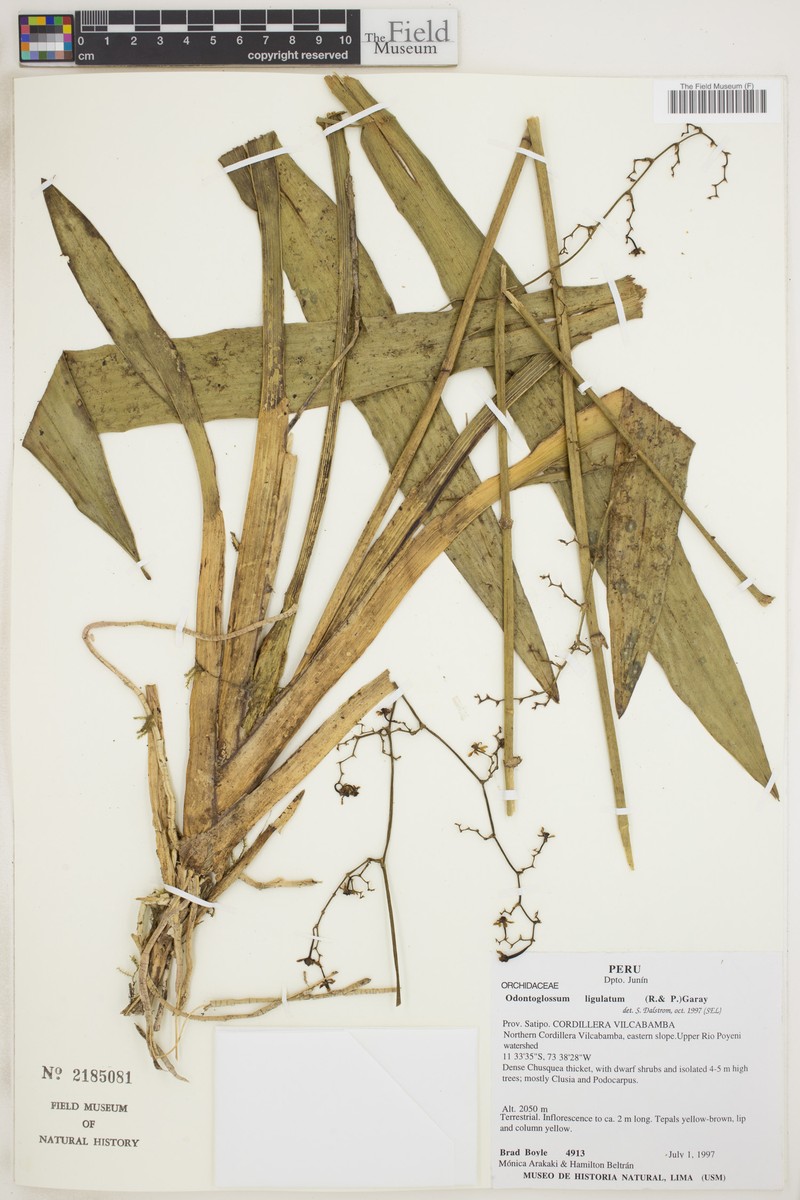 Cyrtochilum ligulatum photo 3