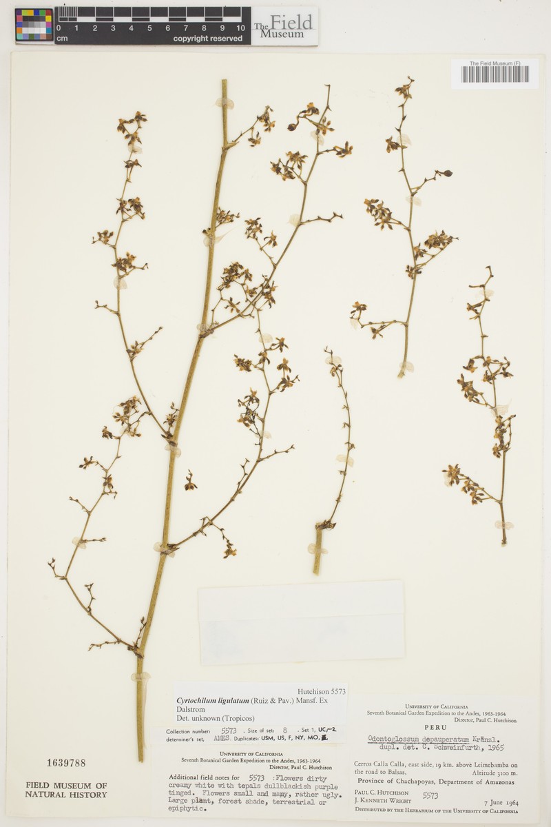 Cyrtochilum ligulatum photo 4