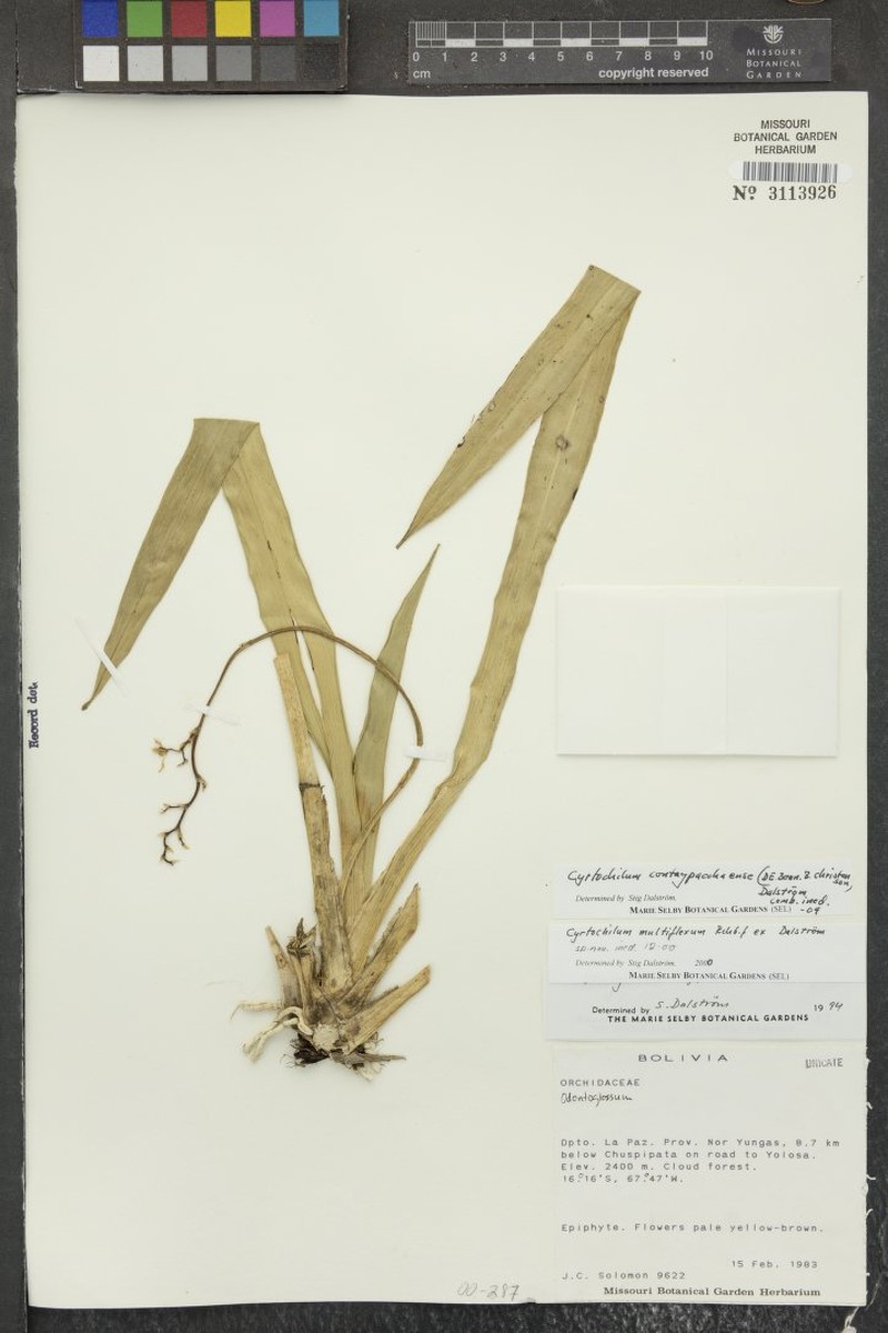 Cyrtochilum longifolium