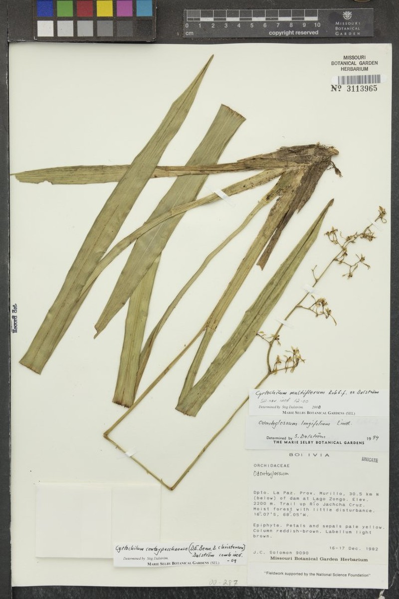 Cyrtochilum longifolium photo 2