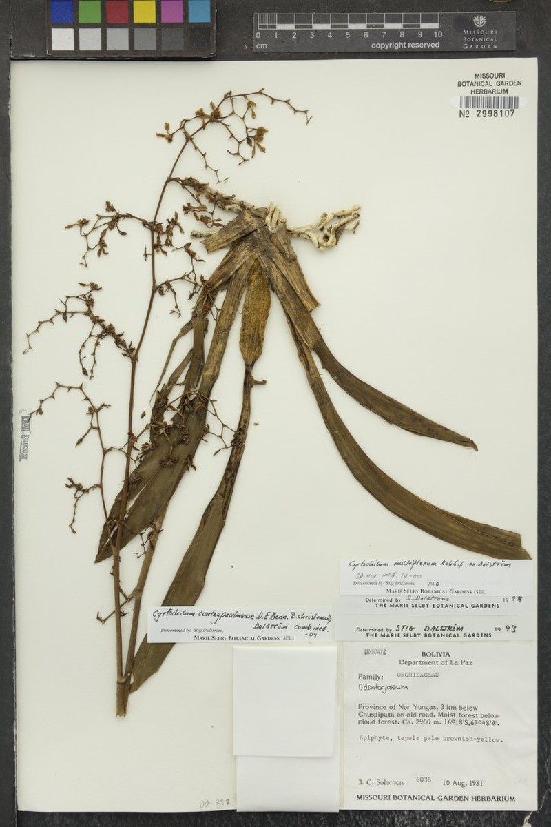 Cyrtochilum longifolium photo 3
