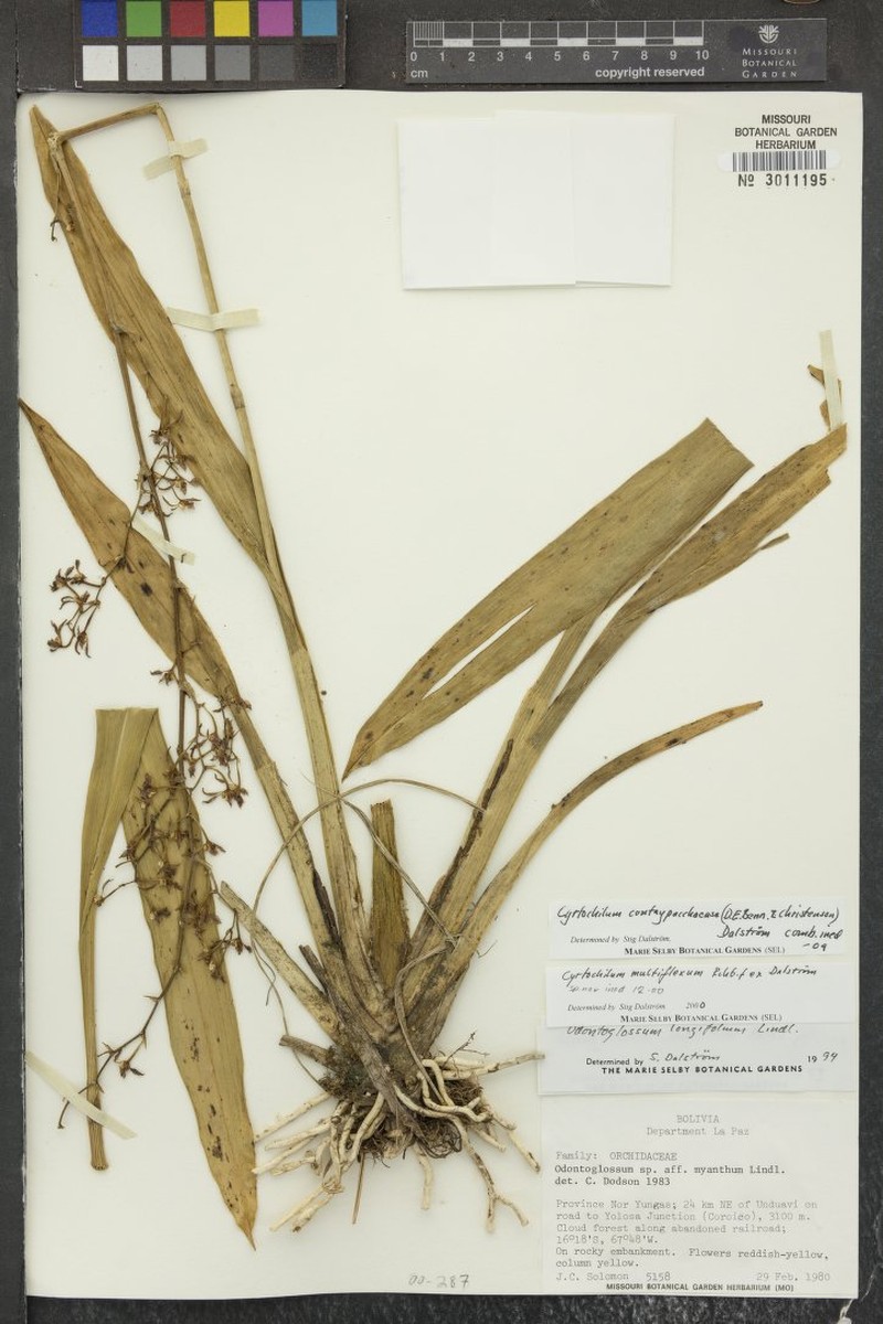 Cyrtochilum longifolium photo 4