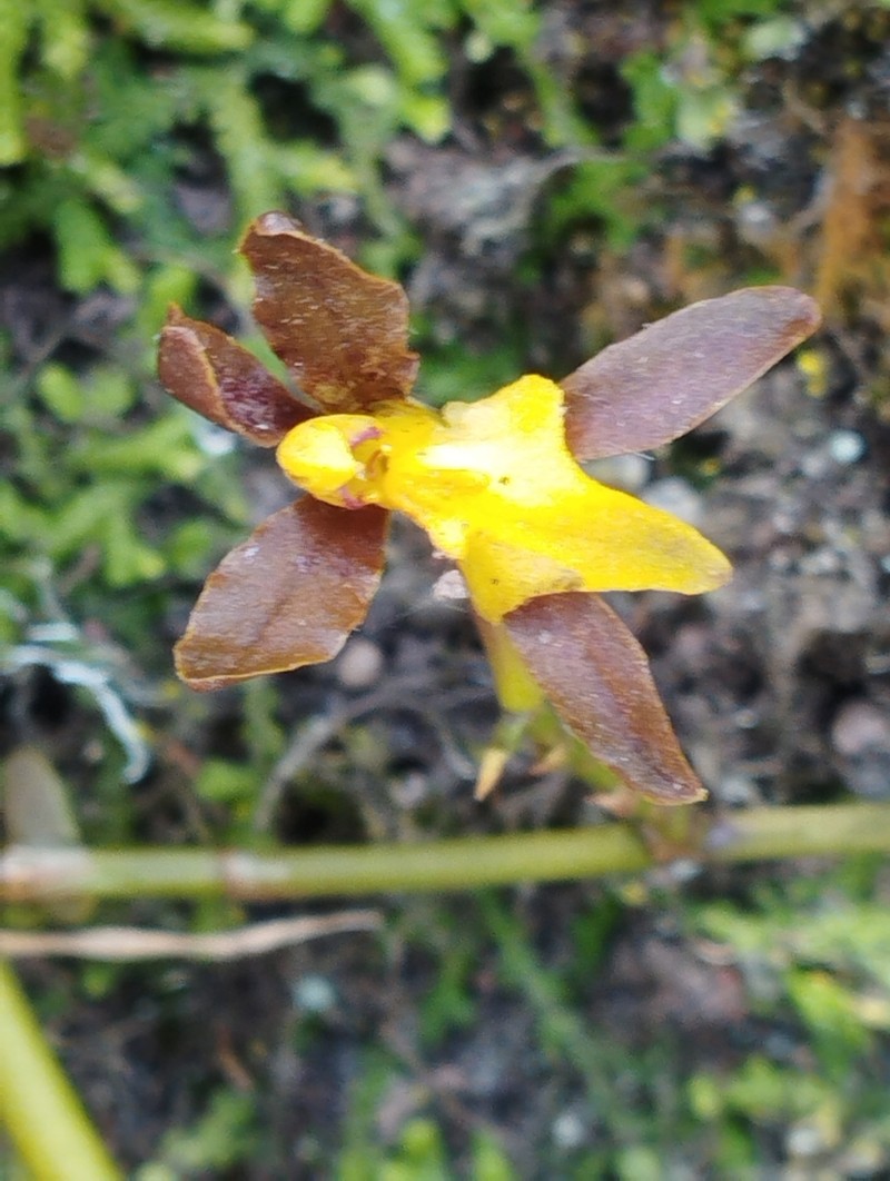 Cyrtochilum longipes photo 2