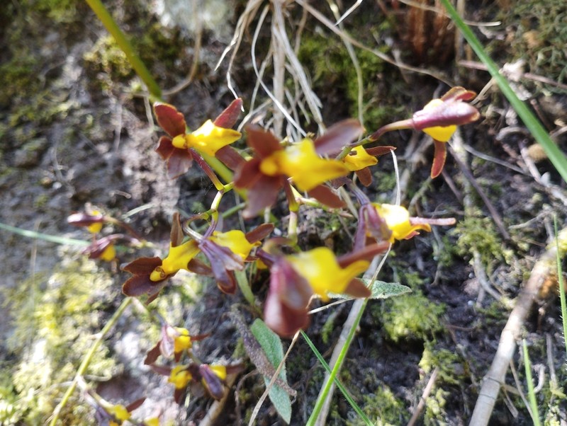 Cyrtochilum longipes photo 3