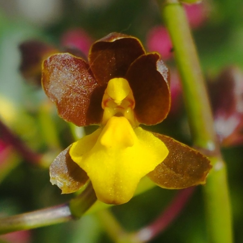 Cyrtochilum longipes photo 4