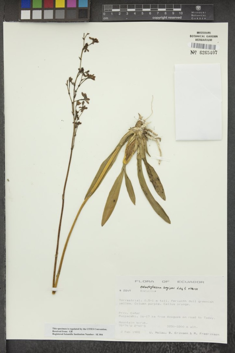 Cyrtochilum longipes photo 6