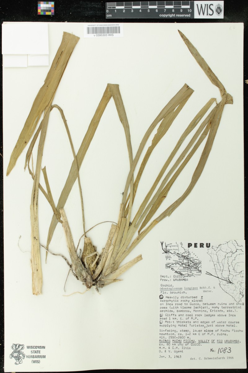 Cyrtochilum longipes photo 7