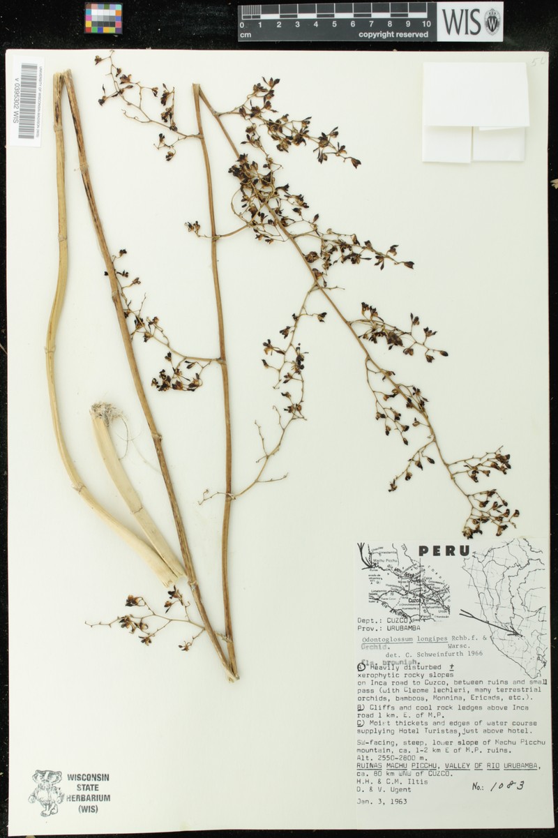 Cyrtochilum longipes photo 8