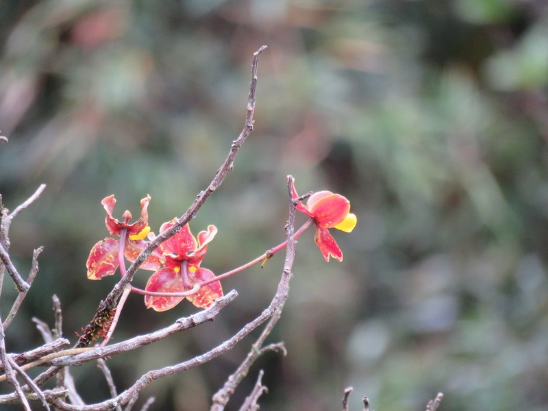 Cyrtochilum loxense photo 2