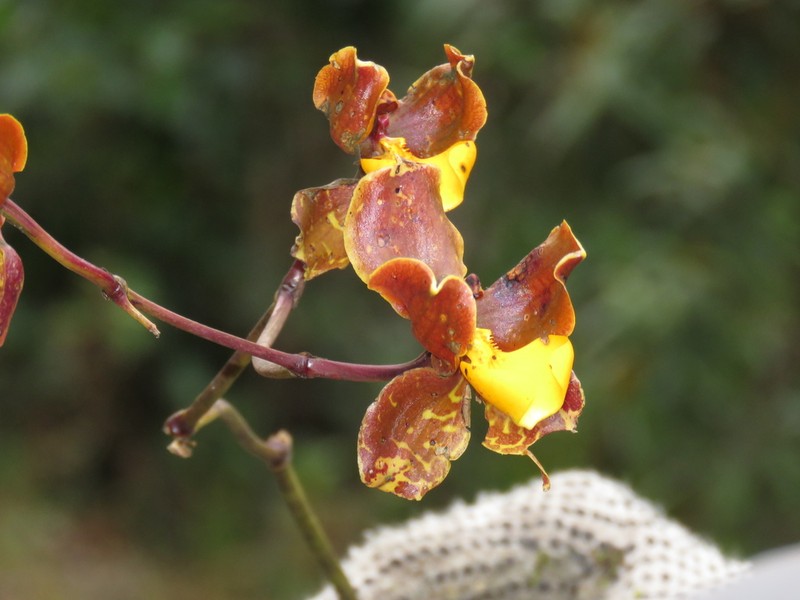 Cyrtochilum loxense photo 3