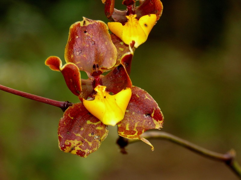 Cyrtochilum loxense photo 4