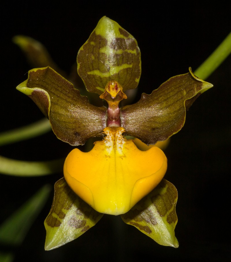 Cyrtochilum loxense