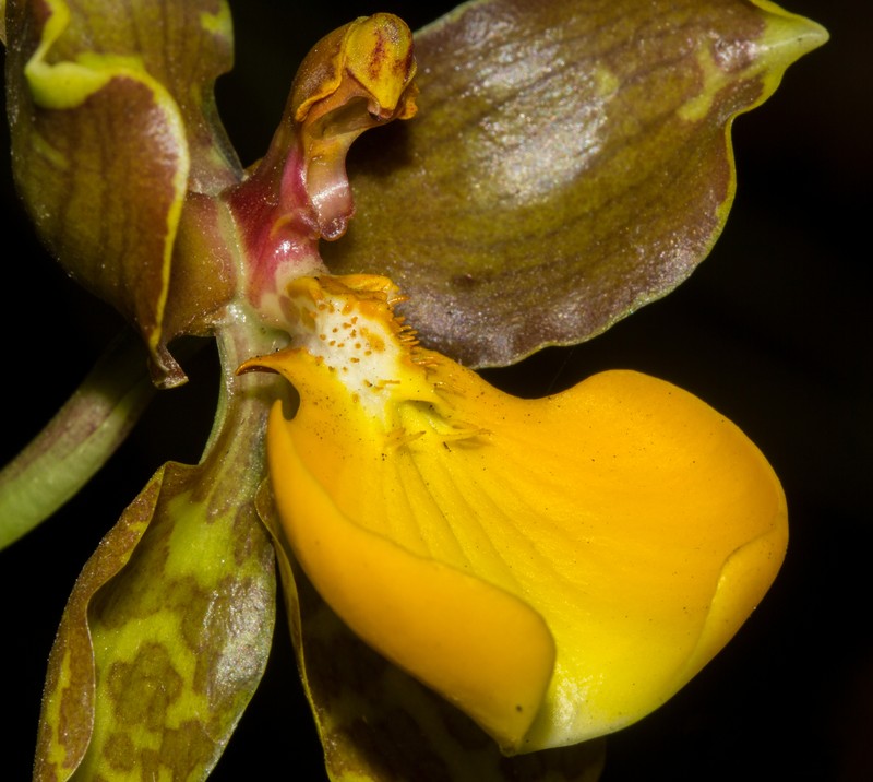 Cyrtochilum loxense photo 5