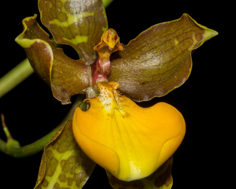 Cyrtochilum loxense photo 6