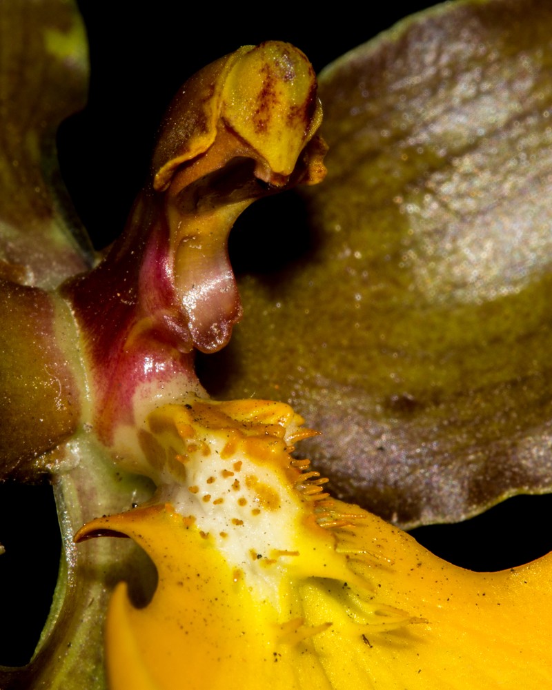 Cyrtochilum loxense photo 8