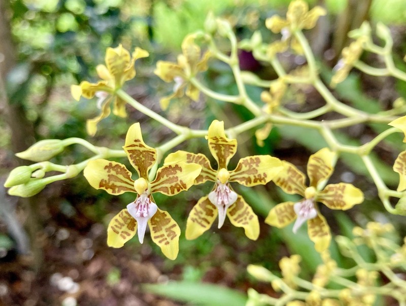 Cyrtochilum macasense