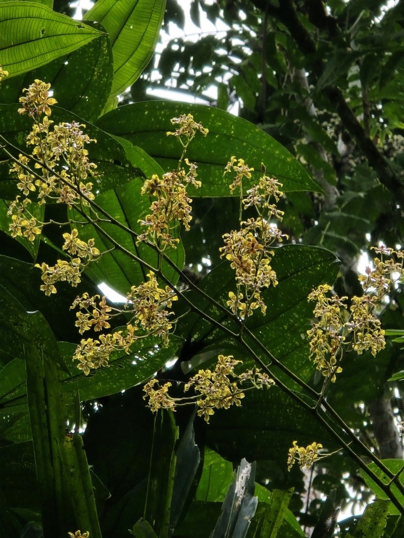 Cyrtochilum macasense photo 3