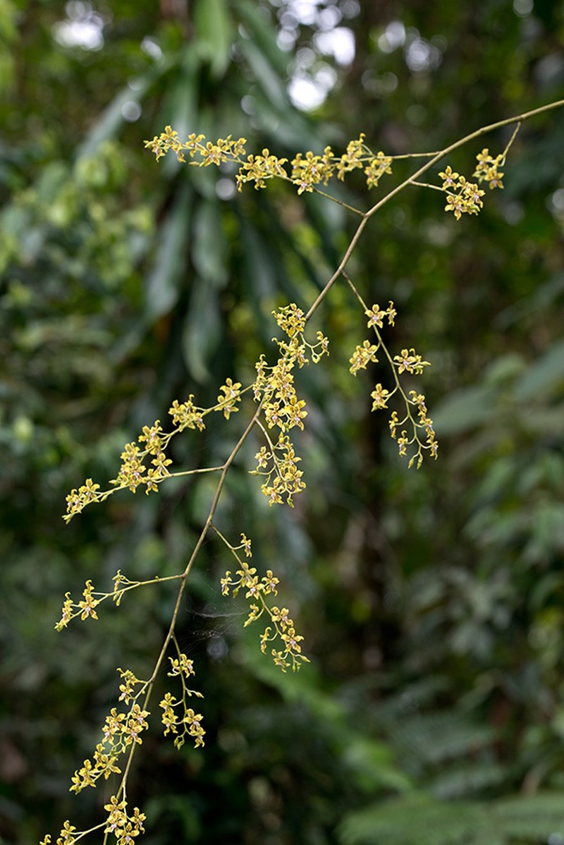 Cyrtochilum macasense photo 4