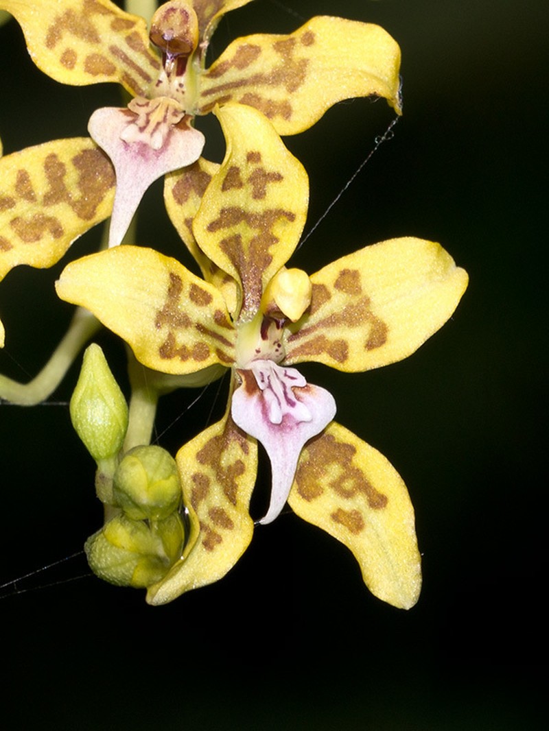 Cyrtochilum macasense photo 5