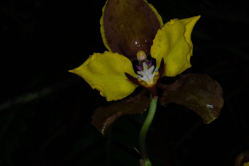 Cyrtochilum macranthum photo 2