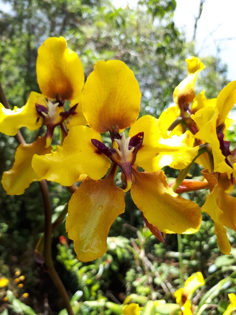 Cyrtochilum macranthum photo 3