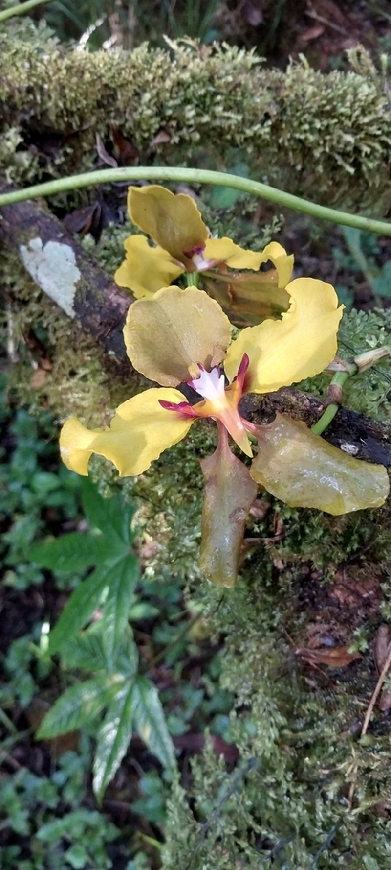 Cyrtochilum macranthum photo 4