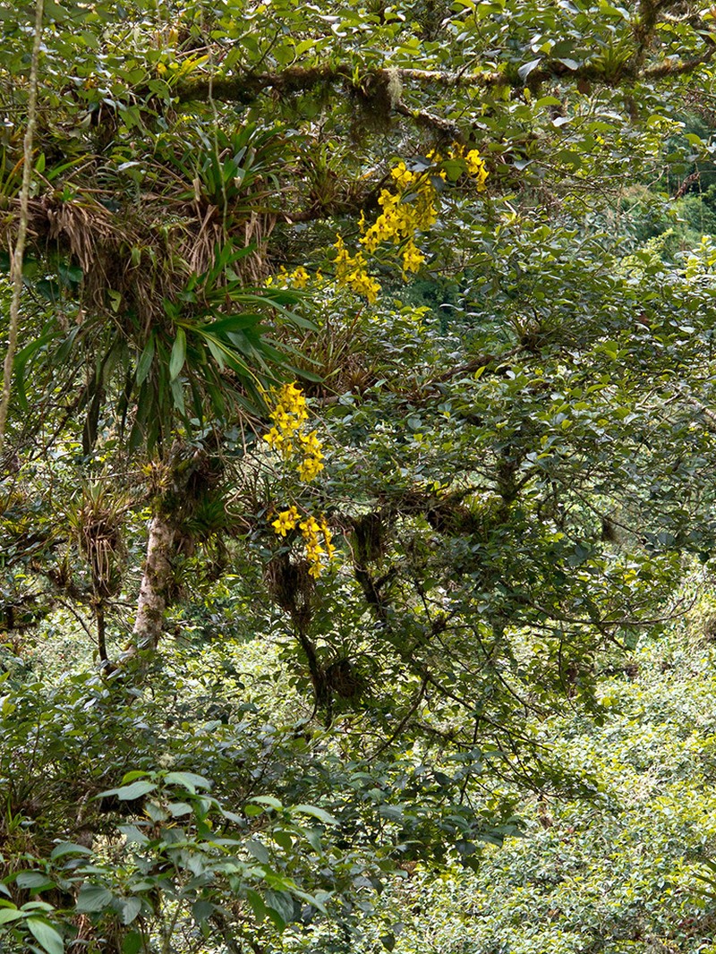 Cyrtochilum macranthum photo 5