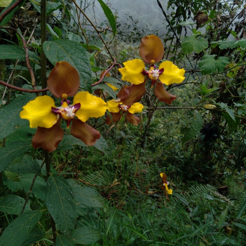 Cyrtochilum macranthum photo 6