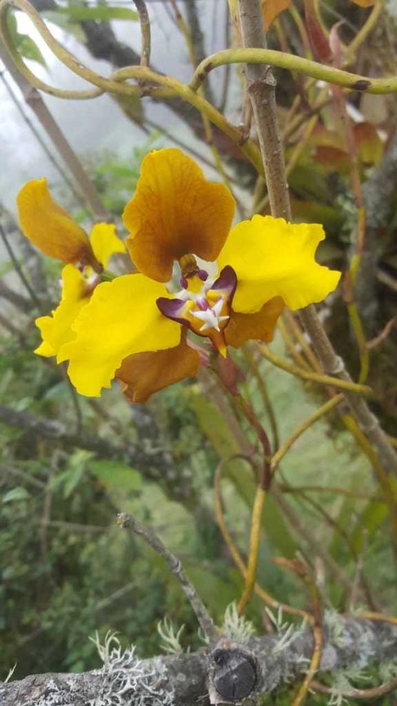 Cyrtochilum macranthum photo 7